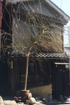 ��������� ëĮϻ���ܤ�Ź�ޡ��ƥʥ�����ߤβ���